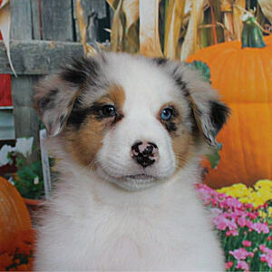 Fundraising Page: Mark Schultz